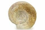 Jurassic Ammonite (Stephanoceras) Fossil - England #316851-1